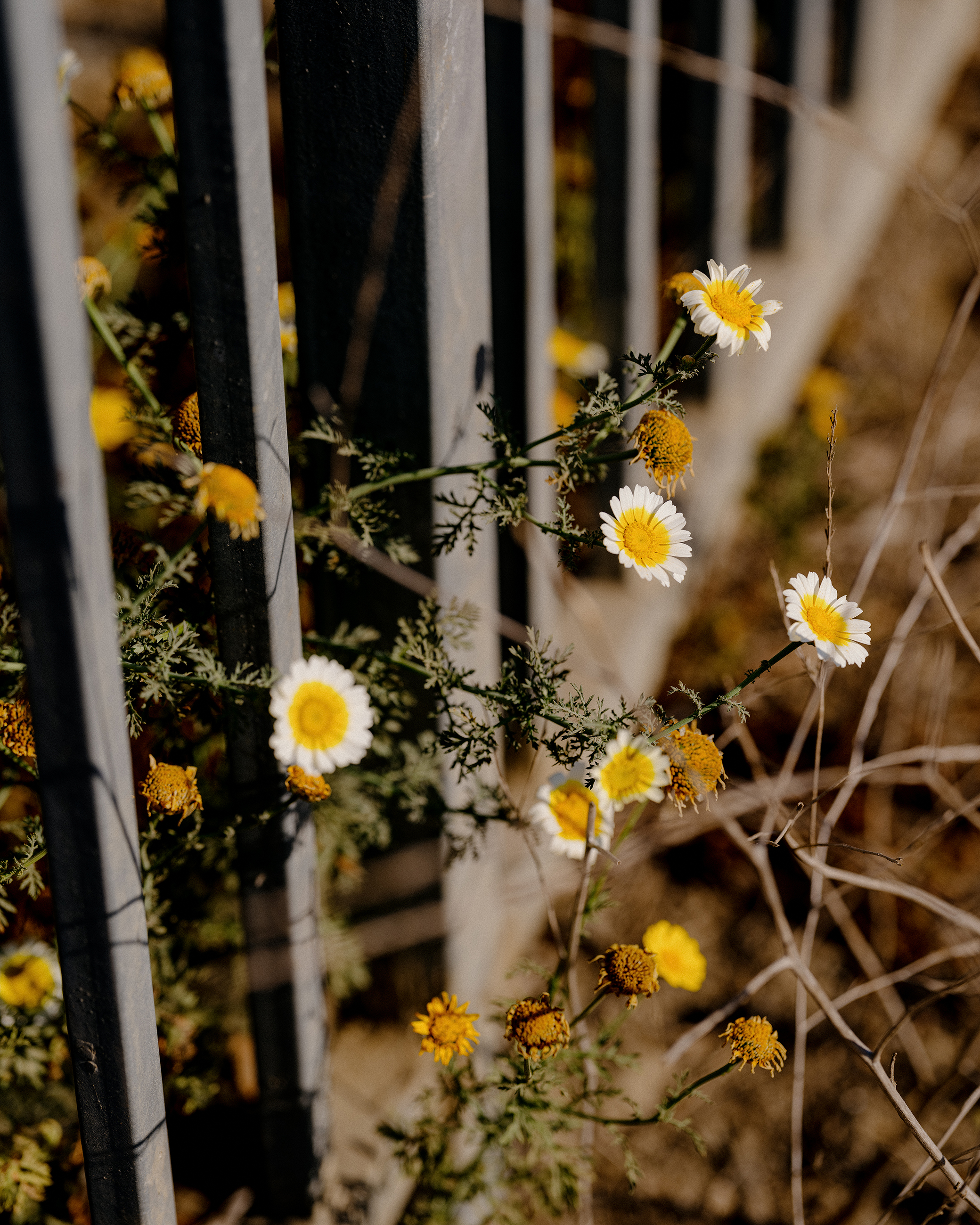 Flowers growing through one of the many barriers that separate the city from the river - Long Beach, 2021