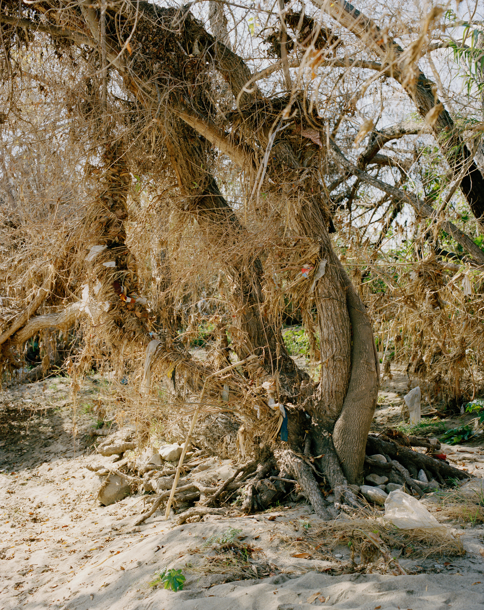 A tree draped in garbage after a rainstorm floods the river - Glassell Park, 2015